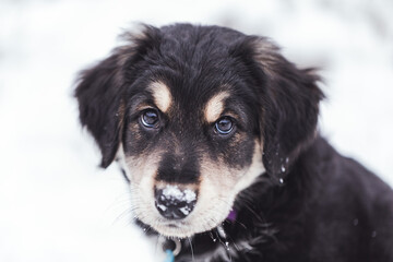 Young Cute Puppy Golden Retriever and Tibetan MAstiff Mix Mutt Playing in the Snow