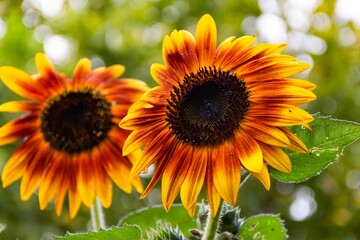 Closeup of red sunflowers with trees blurred background © Gabriela Bertolini/Wirestock Creators