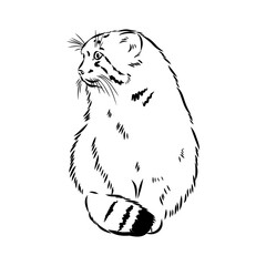 vector manul wild cats graphic illustration manul the forest cat