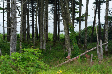 Obraz premium coastal forest with windbreak and lianas on the Pacific coast, Kuril Islands
