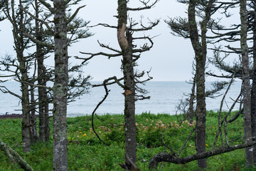 coastal forest with dwarf pines on the Pacific coast, Kuril Islands