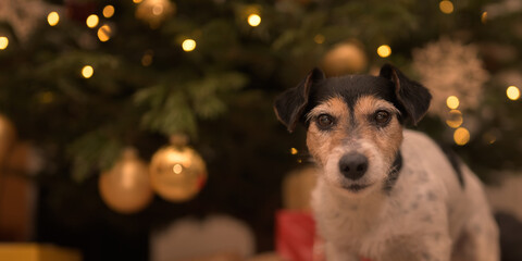 Jack Russell Terrier dog at the Christmas Eve in front of a Christmas tree with many gifts