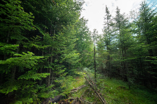 Evergreen forest at sunny summer. Pine and spruce trees, moss and green plants with flowers in the magic forest. Idyllic atmospheric landscape, in fairytale fantasy dreamlike mood.