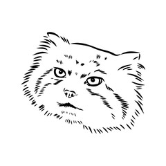 vector manul wild cats graphic illustration manul the forest cat