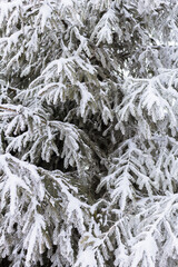 fir branches with frost and snow