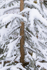 fir branches with frost and snow