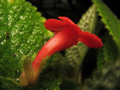 Episcia cupreata is a species of perennial plant in the Gesneriaceae family
