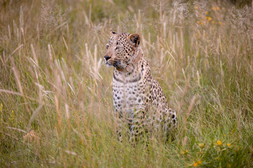 Namibia, Afrika, Tierwelt