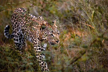 Namibia, Afrika, Tierwelt