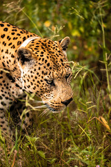 Namibia, Afrika, Tierwelt