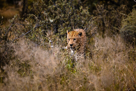 Namibia, Afrika, Tierwelt