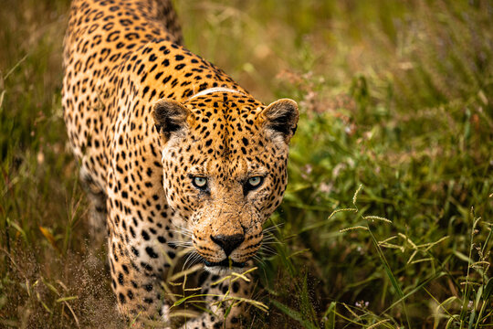 Namibia, Afrika, Tierwelt