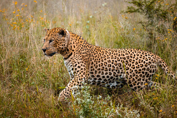 Obraz premium Namibia, Afrika, Tierwelt