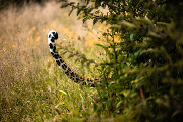 Fototapeta premium Namibia, Afrika, Tierwelt