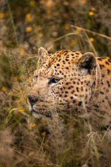 Namibia, Afrika, Tierwelt