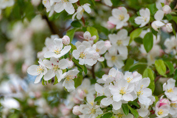 White And Pink Crabapple Blossoms In Spring