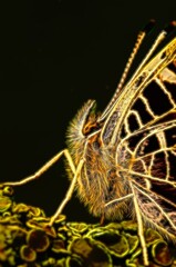 Golden vertical impression on a butterfly with closed wings 