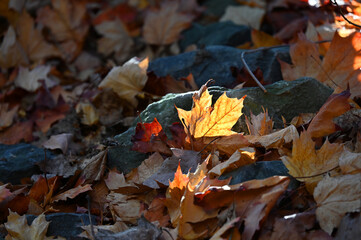 Herbstlaub