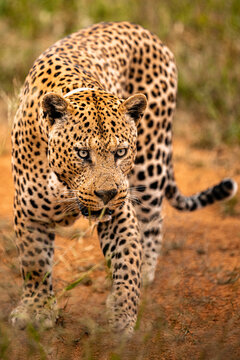 Namibia, Afrika, Tierwelt