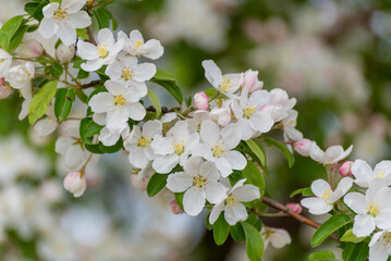 White And Pink Crabapple Blossoms In Spring