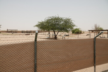 A farm that breeds white Oryx antelopes in the desert