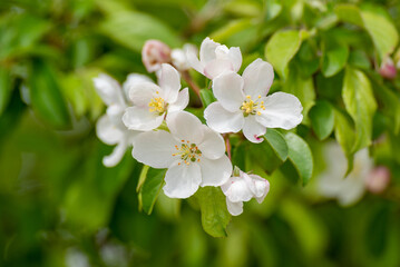 White And Pink Crabapple Blossoms In Spring