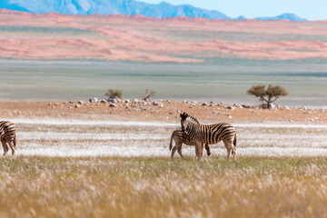 Fototapeta na wymiar Namibia, Afrika, Wüste, Tierwelt