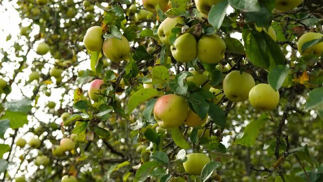 Organic apple tree in Autumn, green apples in apple orchard.