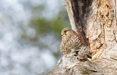 Close up of a common kestrel perched in a tree