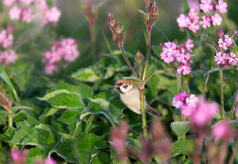 Close up of Eurasian tree sparrow perched on pink campion flowers