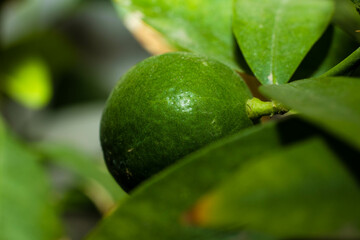 Green organic lime citrus fruit hanging on tree,Macro photos limes tree in the garden