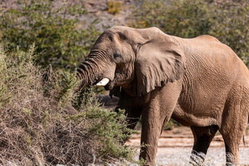 Fototapeta na wymiar Namibia, Afrika Tierwelt