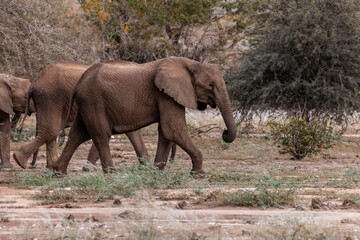 Namibia, Afrika Tierwelt