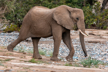 Namibia, Afrika Tierwelt