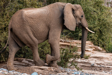 Namibia, Afrika Tierwelt