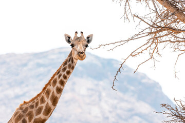 Namibia, Afrika Tierwelt
