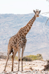 Namibia, Afrika Tierwelt