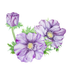 Obraz premium Watercolor hand drawn purple anemones with green leaves isolated on white background.