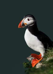 Atlantic puffin perched on a cliff edge
