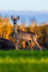 Roe deer on the edge of the forest in autumn.