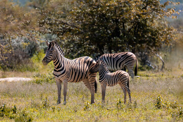 Zebra Family 18