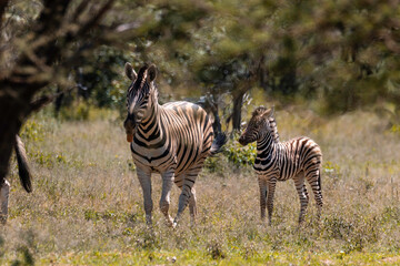 Zebra Family 17