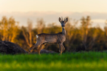 Roe deer on the edge of the forest in autumn.