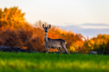 Roe deer on the edge of the forest in autumn.