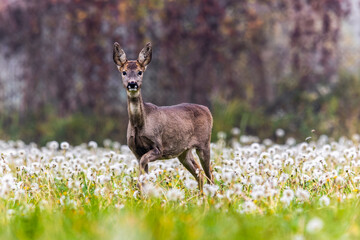 Roe deer on the edge of the forest in autumn.