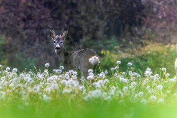 Roe deer on the edge of the forest in autumn.