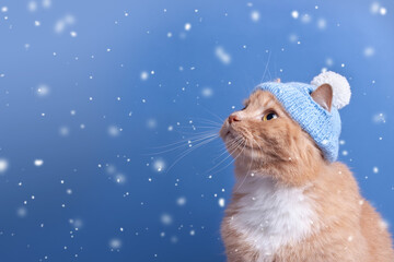 cute red cat in a blue knitted hat with a pompon looks at the falling snow, on a blue background with copy space. Ginger cat portrait