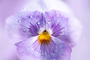 Pansy flower petals with a yellow spot and strokes with water drops, macro. Close-up of purple petals with dew drops, selective focus, creative blur. Delicate floral lilac background