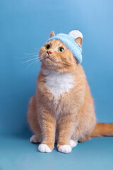 cute red cat in a blue knitted hat with a pompom looks up, on a blue background, vertical. Ginger cat with green eye portrait