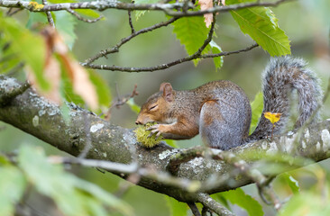 Close up of a cute grey squirrel eating sweet chestnut in a tree in autumn